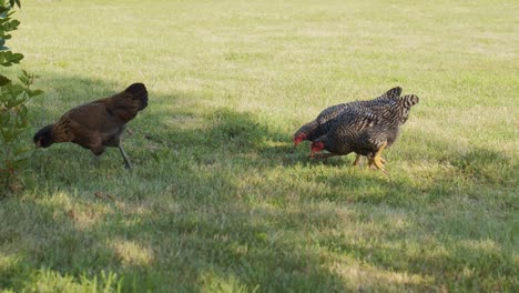 flock of free range chickens walking through grass looking for food to eat