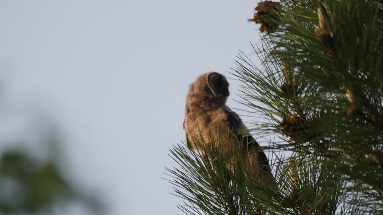 молодая сова качается на ветке перед тем, как улететь