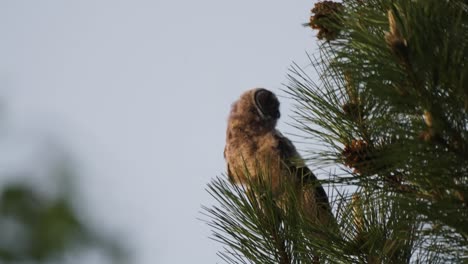 Young-Owl-Swaying-On-Branch-Before-Flying-Off