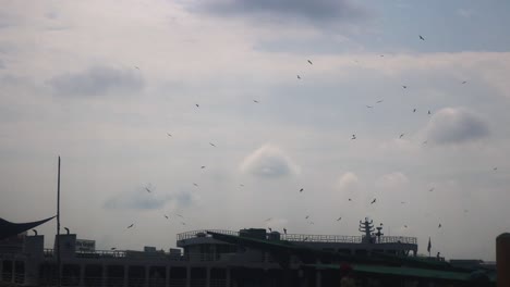 eagles soars by as birds circle a boat, showcasing the majesty of nature's creatures