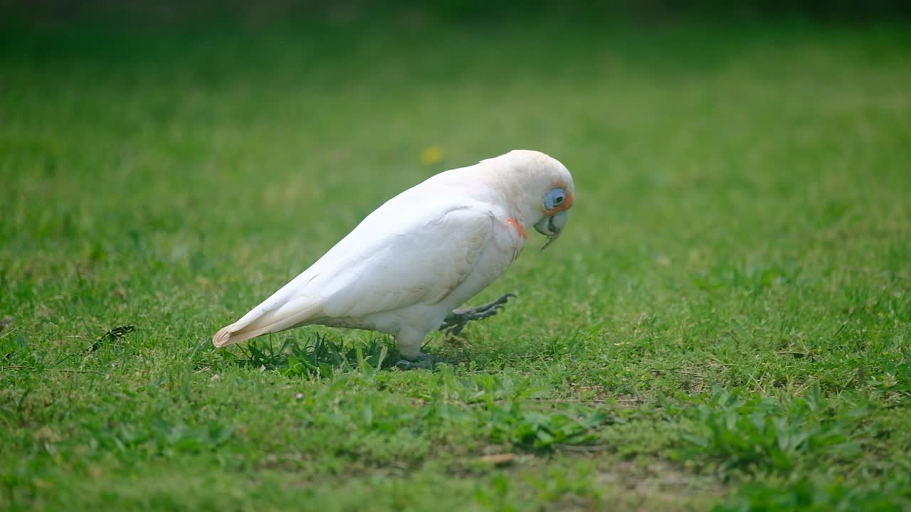 Long-billed Corella Parrot Australia