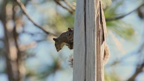 Graue-Eichhörnchen-Saßen-Voller-Angst-In-Einem-Toten-Baum