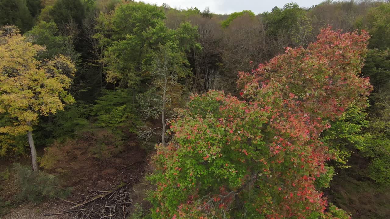 árbol rojo en otoño en las montañas