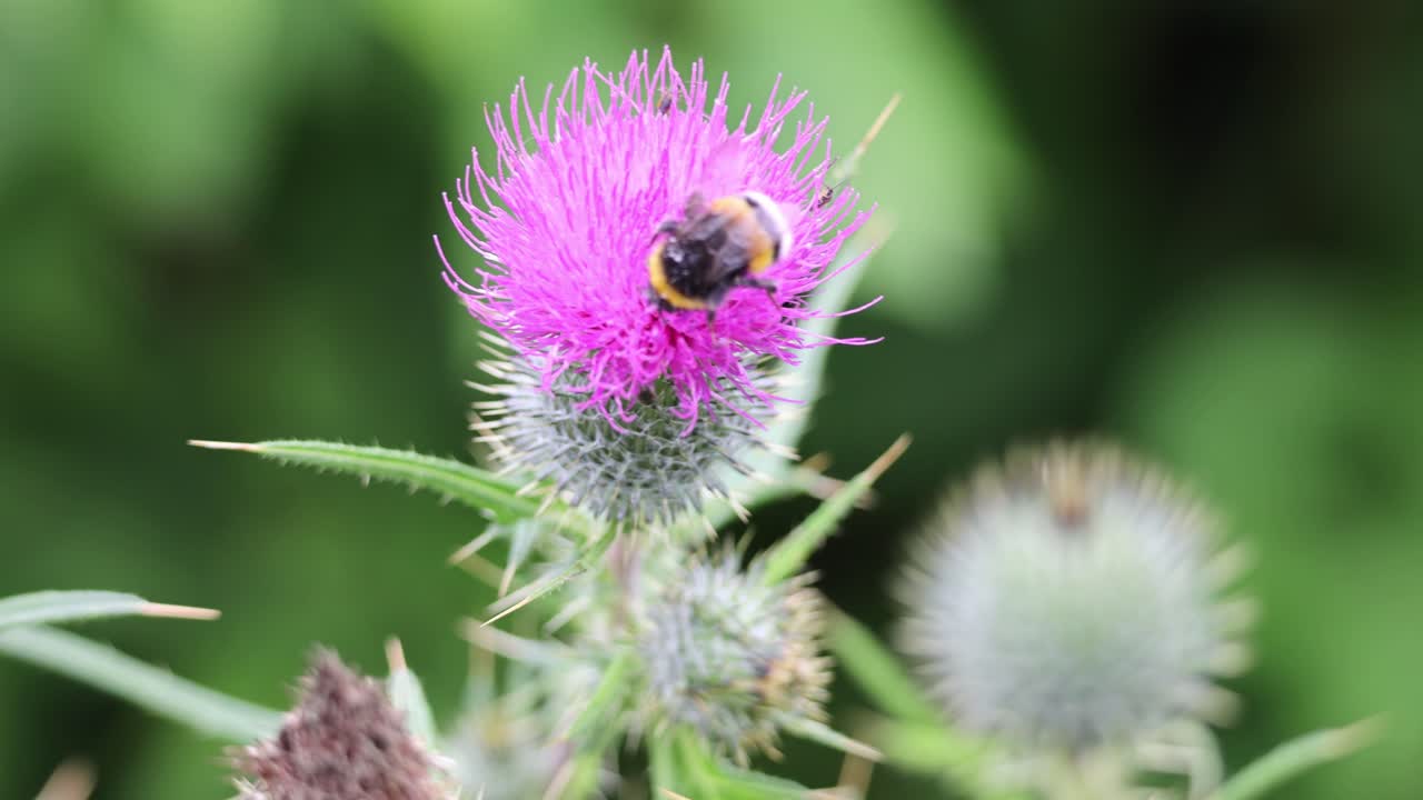 Bumblebee on a purple thistle flower in the garden
