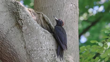 pájaro carpintero negro bebiendo agua del agujero en el árbol, las gotas de agua salpican en cámara lenta
