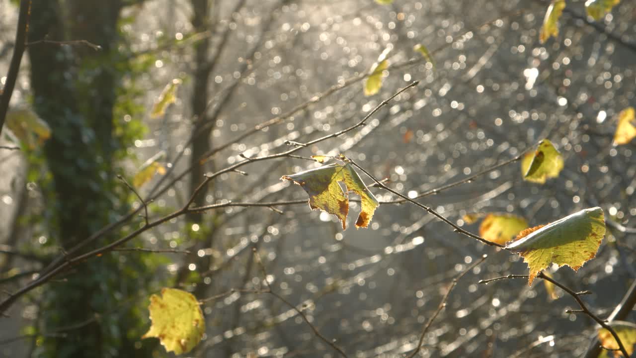 일출 빛의 가을 나무와 남은 잎 4k