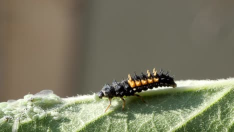 una larva de mariquita negra y naranja comiendo un áfido verde en una hoja