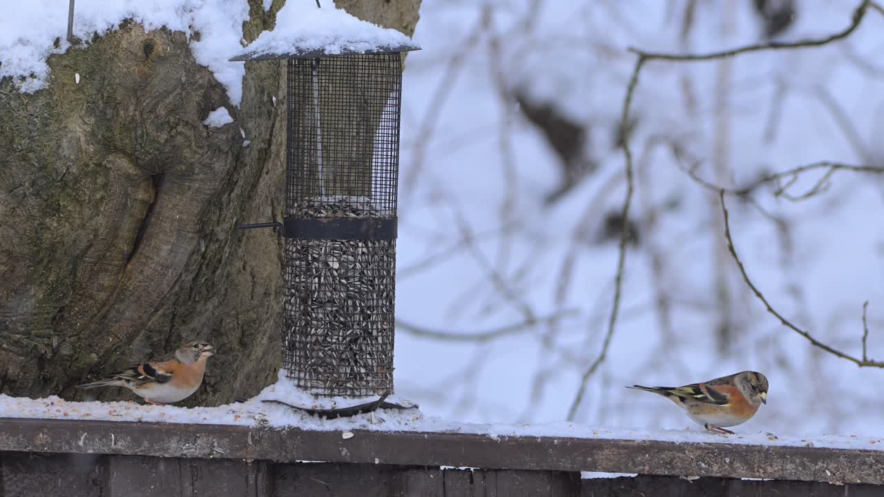 Eurasian chaffinches clash over seeds on snowy birdfeeder and fence, slow motion in winter Norway