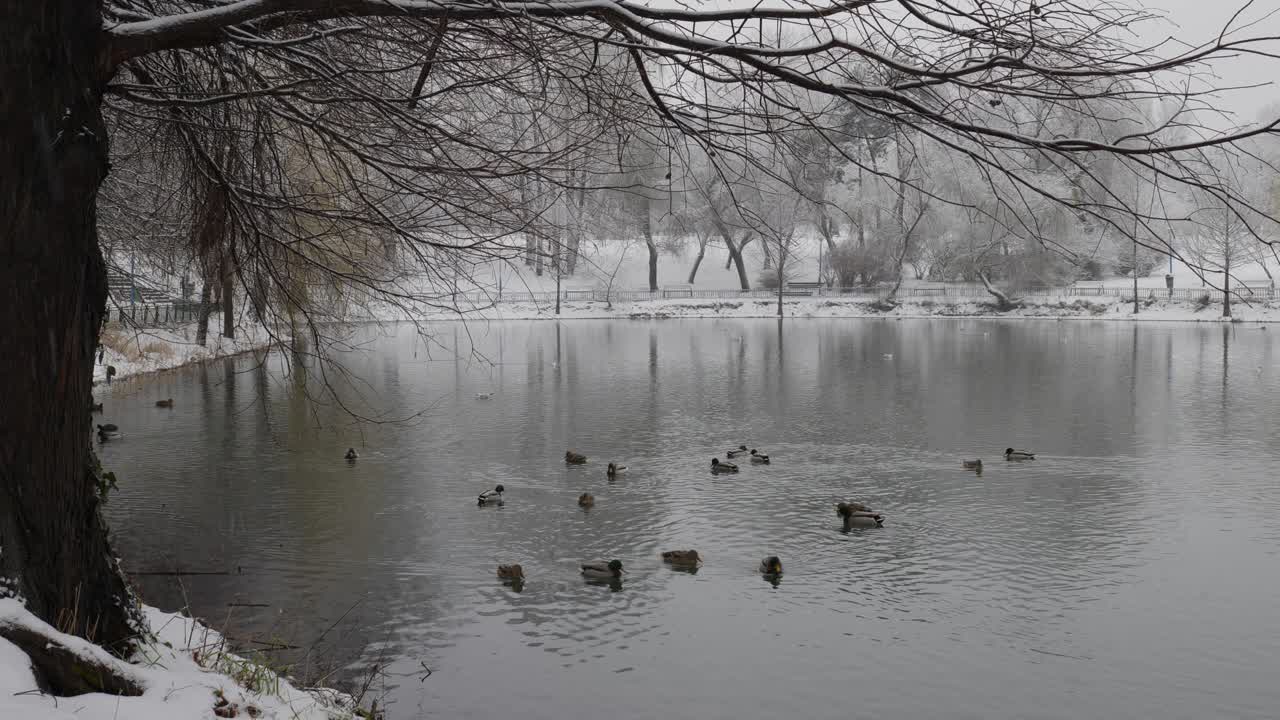 겨울에 호수에 청둥오리
