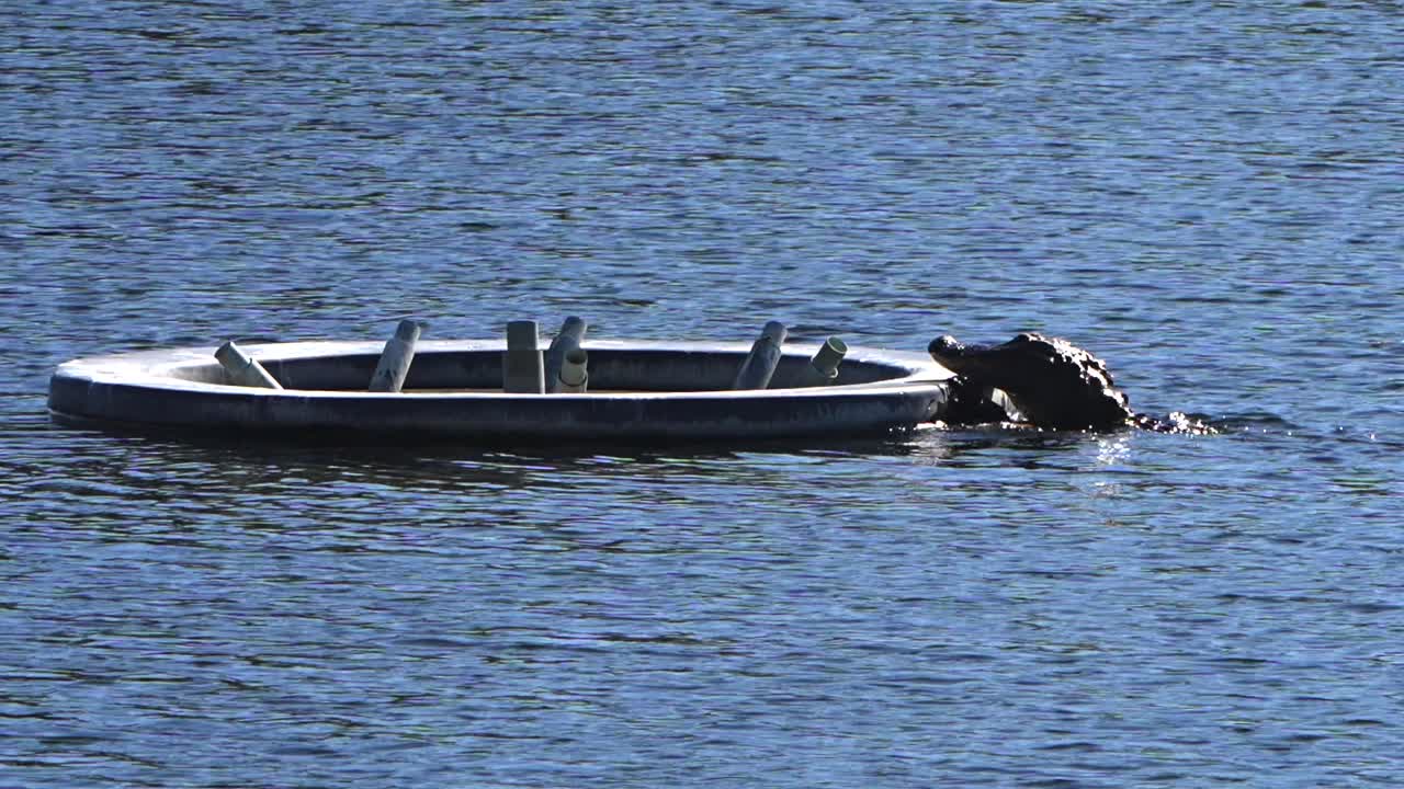 Alligator swims to platform and climbs onto it