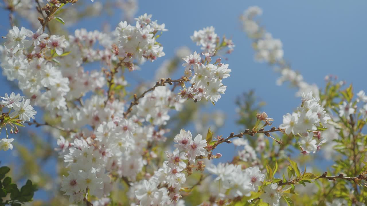flor de ciruelo silvestre que florece por completo en un fondo azul claro en primavera, con cámara estabilizada