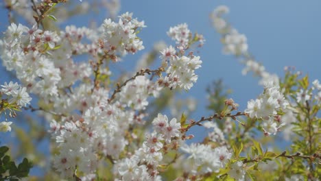 flor de ciruelo silvestre que florece por completo en un fondo azul claro en primavera, con cámara estabilizada