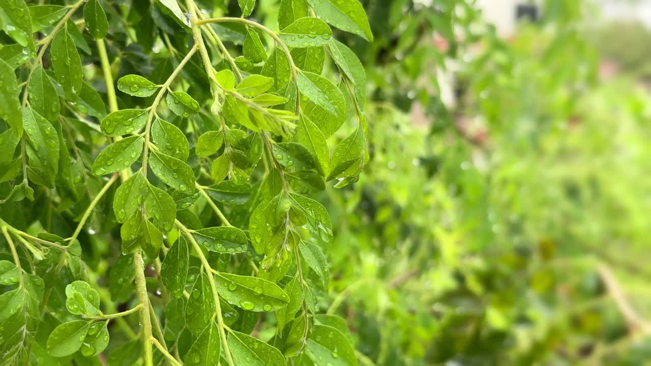 close-up de la hoja de curry en las hojas de curry árbol, hojas frescas de curry después de la lluvia con gotas de lluvia en él