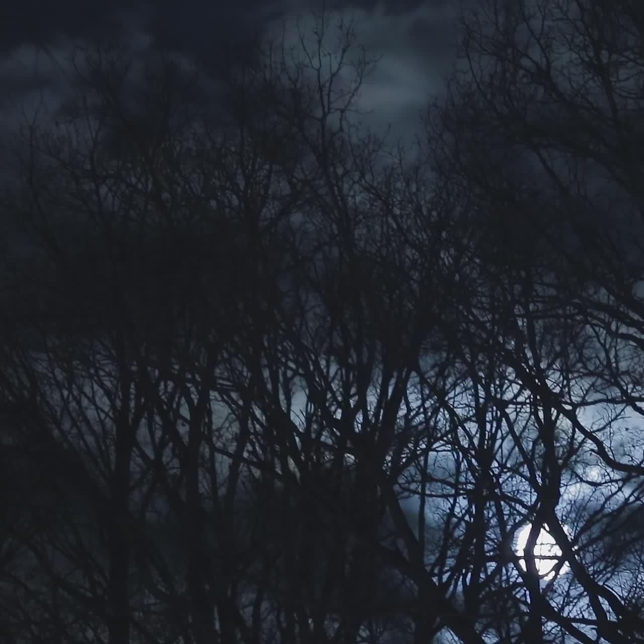 Dark Forest Landscape At Night