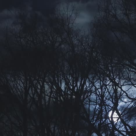 dark forest landscape at night