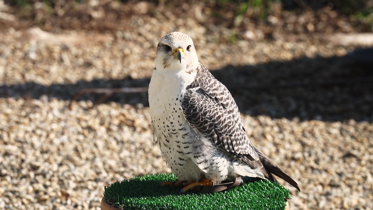 Slow motion shot of falcon sitting on perch in sunlight. Detailed view of bird of prey with sharp eyes and patterned feathers, calm wildlife moment in controlled environment.
