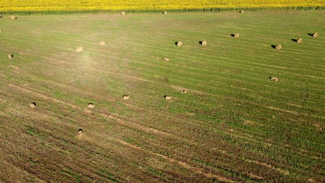 Raben-Fliegen-über-Ackerland-Mit-Runden-Heuballen-Neben-Sonnenblumenfeld