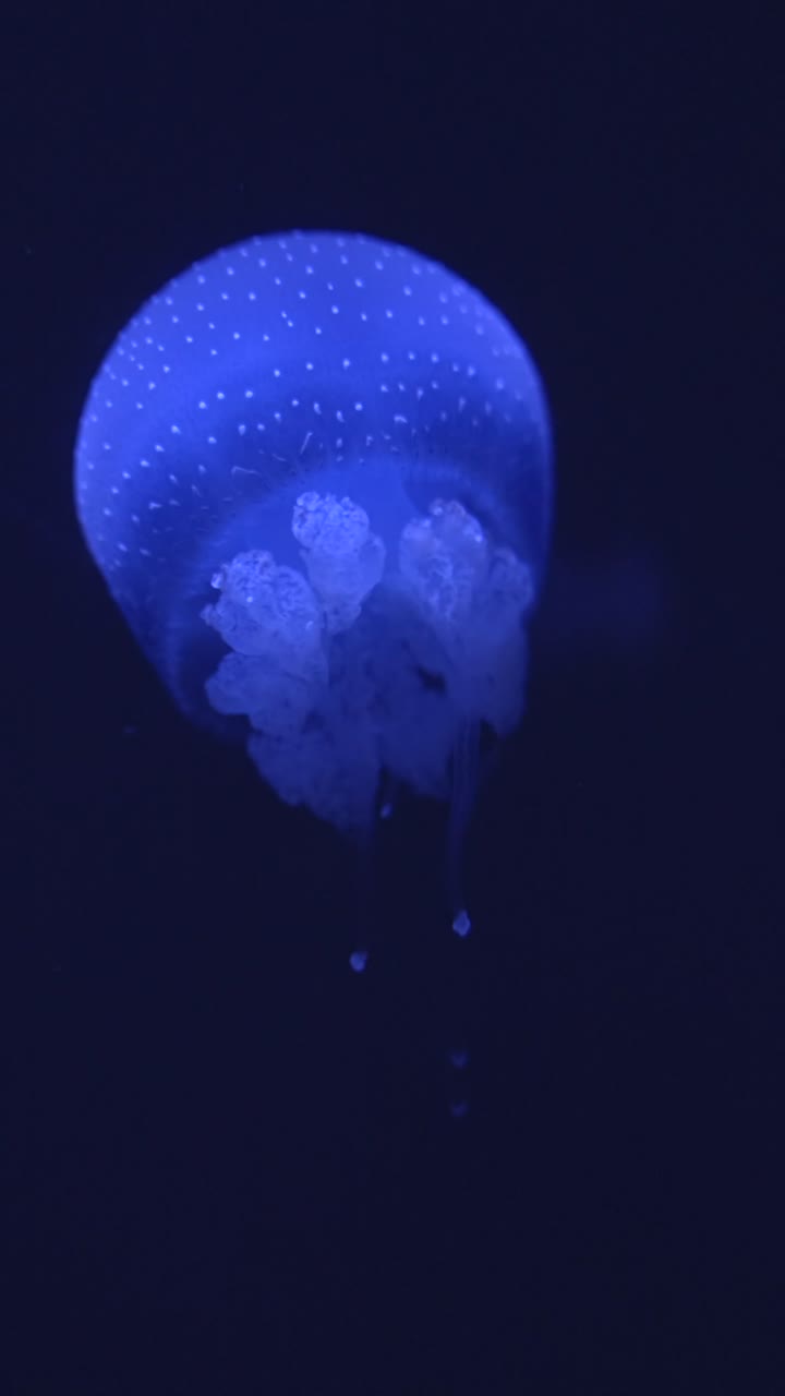 Blue Jellyfish Floating in the Dark