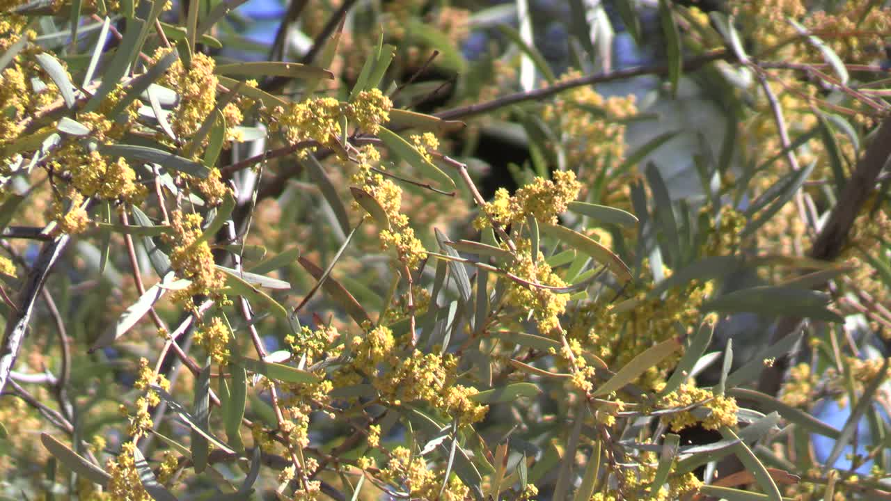 A large gidgee tree (acacia cambagei) with a gentle breeze in the Channel Country in western Queensland