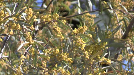 a large gidgee tree (acacia cambagei) with a gentle breeze in the channel country in western queensland