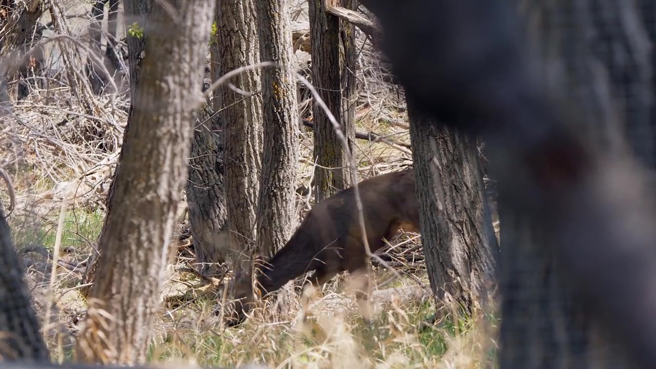Un cervo mulo ferito a tre zampe zoppica attraverso la foresta brucando l'erba.