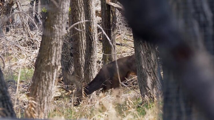 Injured three-legged mule deer hobbles through forest grazing grass