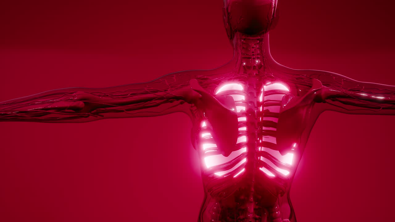 examen radiológico de los pulmones humanos