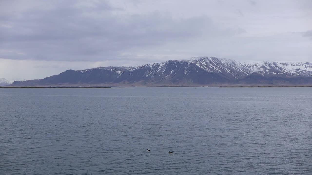 초봄에 파사플로이 만을 가로질러 바라보며 앞면에는 소마테리아 몰리시마 (somateria mollissima) 의 에이더 오리들이 있습니다.