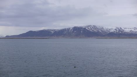 Looking-across-Faxaflói-Bay-in-early-Spring-with-a-pair-of-Eider-Ducks,-Somateria-mollissima,-in-the-foreground