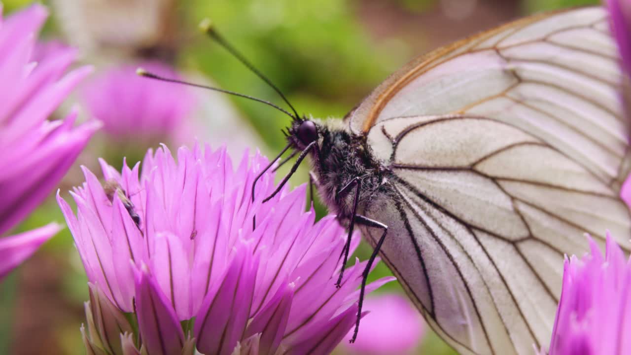 White Butterfly on a Pink Flower