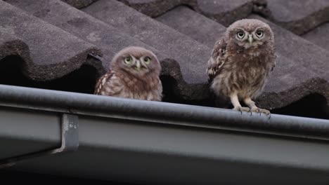 2 funny owls sitting on the roof in a gutter and dancing around goofy