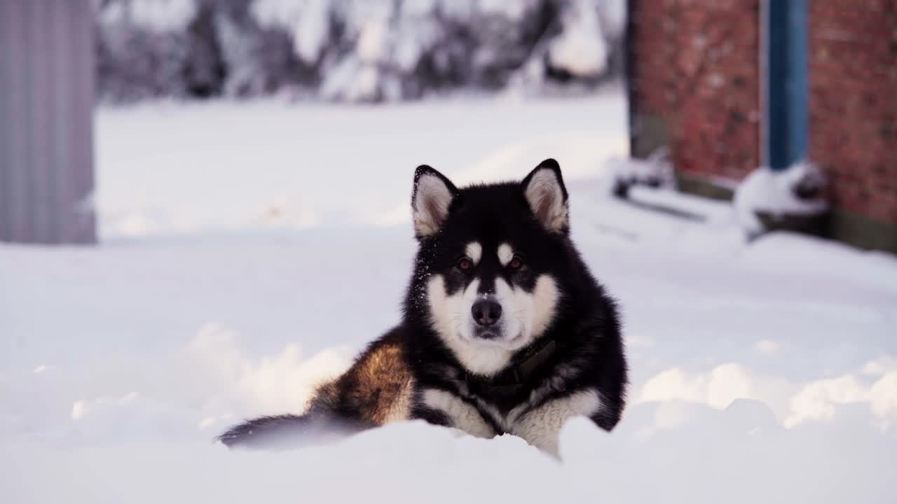 En Alaskan Malamute, der hviler på sneklædt jord i Indre Fosen, Trøndelag fylke, Norge - Nærbillede.