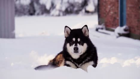 Un-Malamute-De-Alaska-Descansando-Sobre-Un-Suelo-Cubierto-De-Nieve-En-Indre-Fosen,-Condado-De-Trondelag,-Noruega---De-Cerca