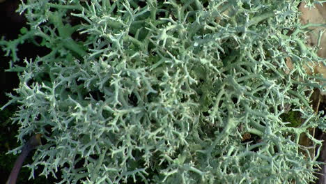 extreme close-up of reindeer lichen