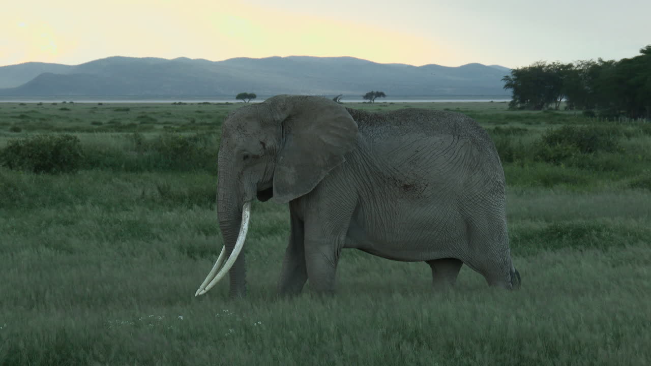 elefante africano hembra bañándose en el polvo, amboseli n.p. kenya