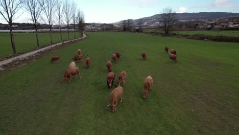 aerial view of cows herd grazing on pasture field