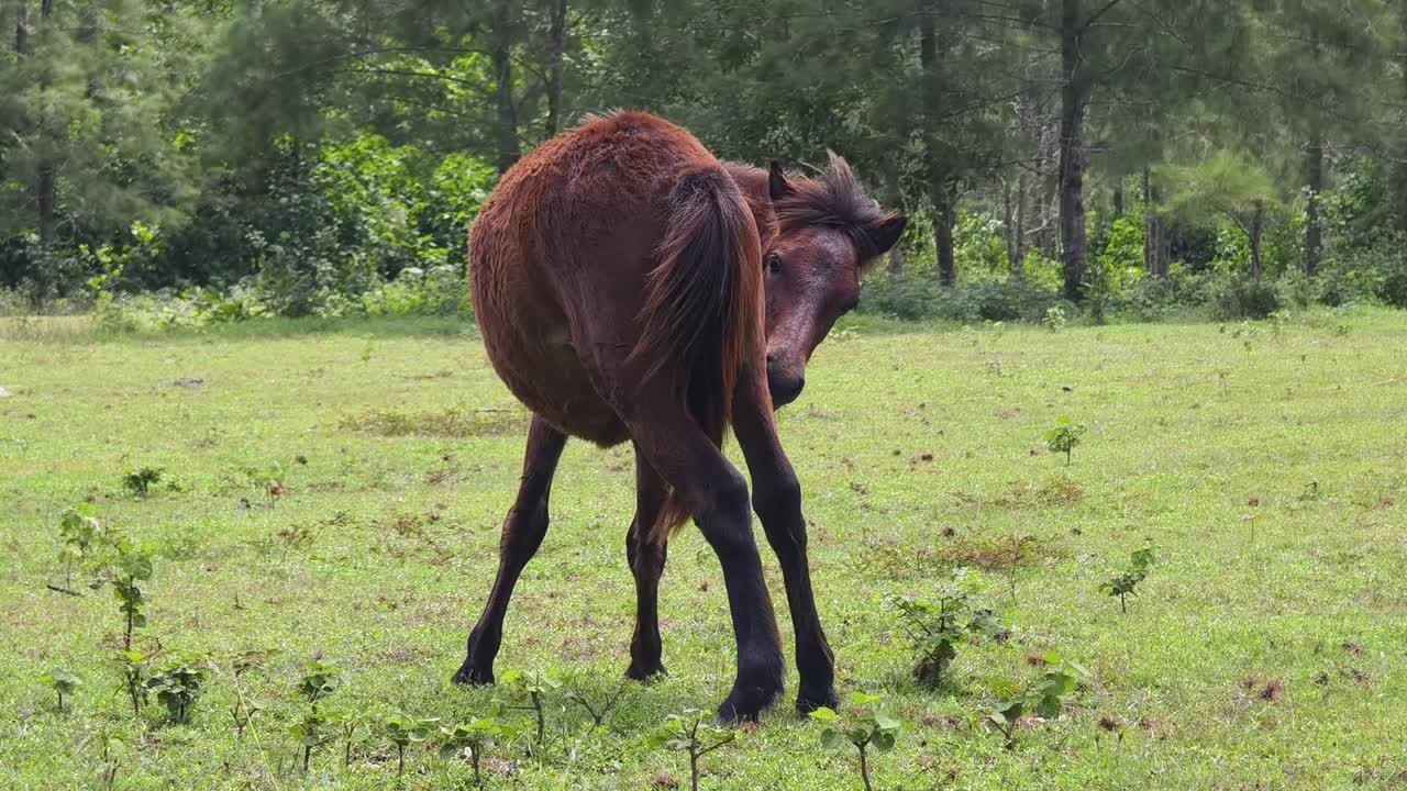 Cavallo in un campo