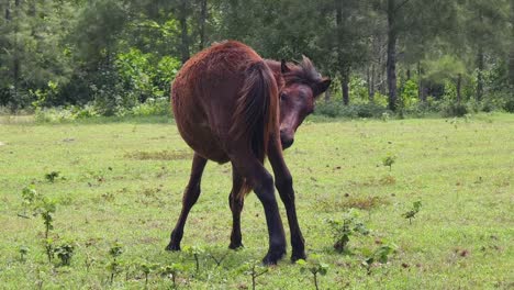 caballo en un campo