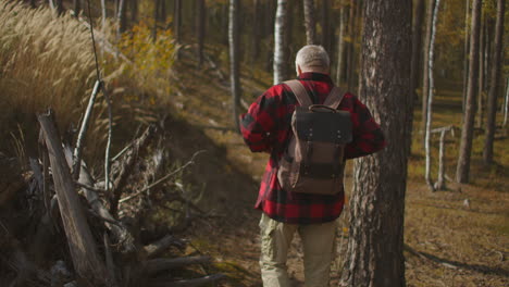 backpacker is walking in forest alone adult man is dressed red plaid shirt is travelling by woodland at autumn