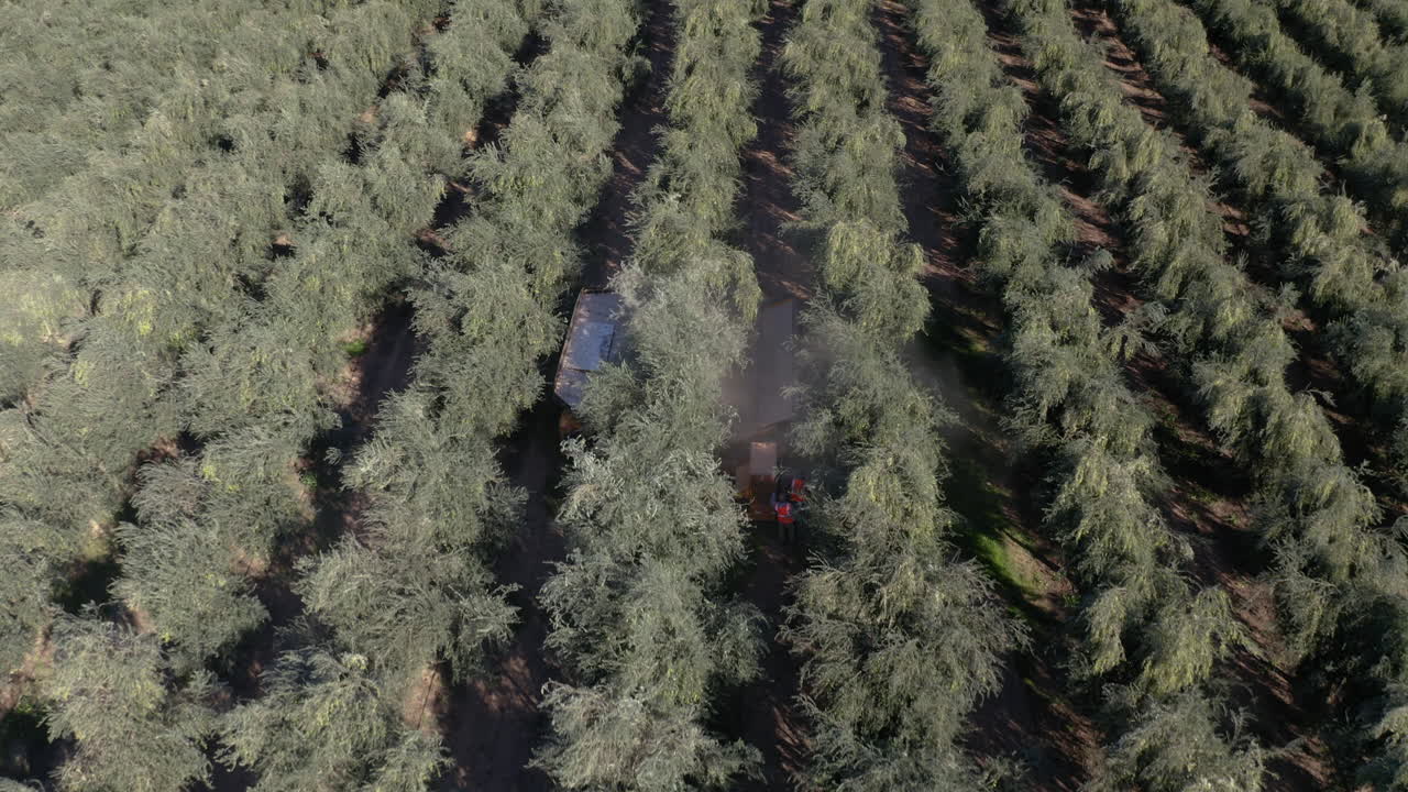 Aerial View of Olive Harvest