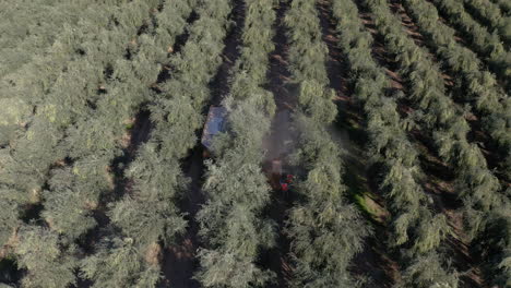 aerial view of olive harvest