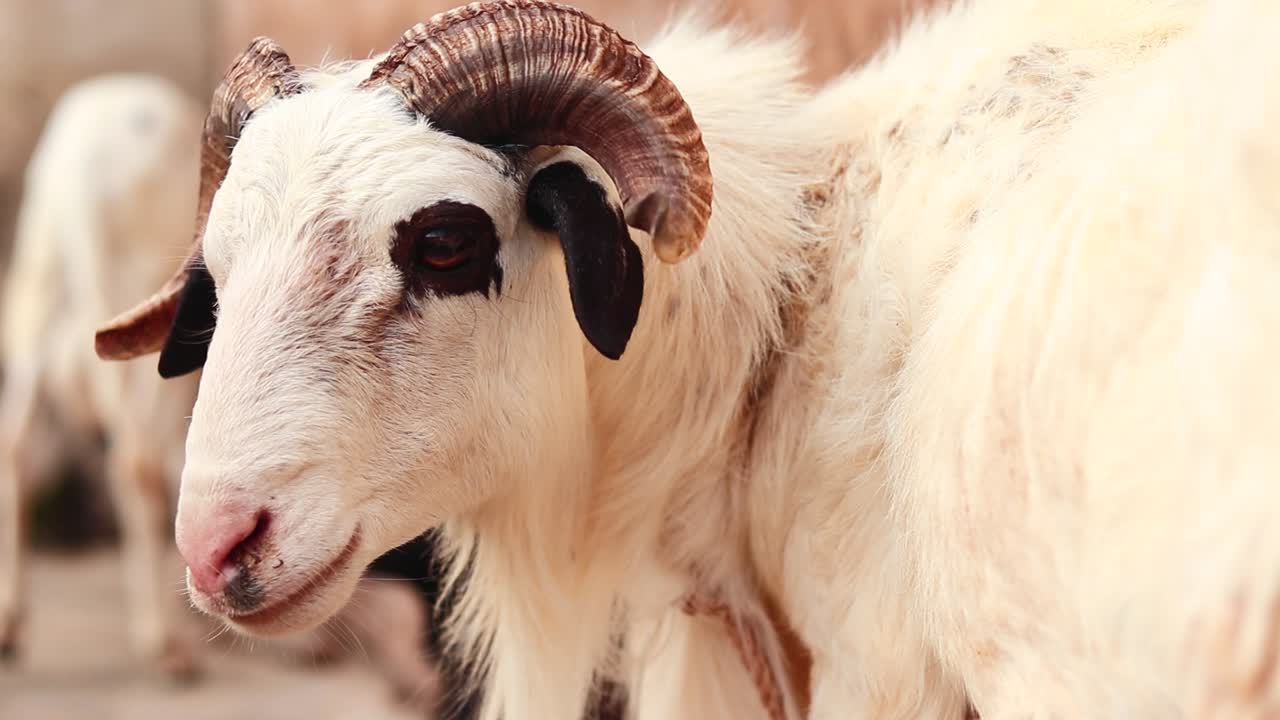 Close-up of white domestic goat with prominent horns in an open yard in Nigeria.