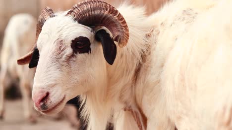 close-up of white domestic goat with prominent horns in an open yard in nigeria.