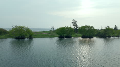 mangroves in a lakeshore and seashore