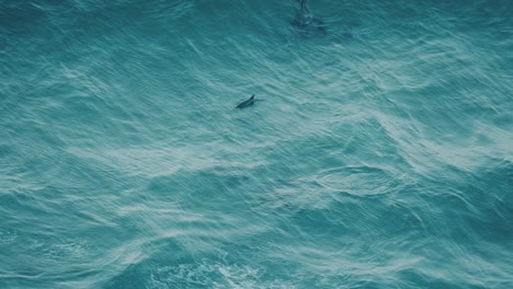 Dolphins-having-fun-while-catching-waves