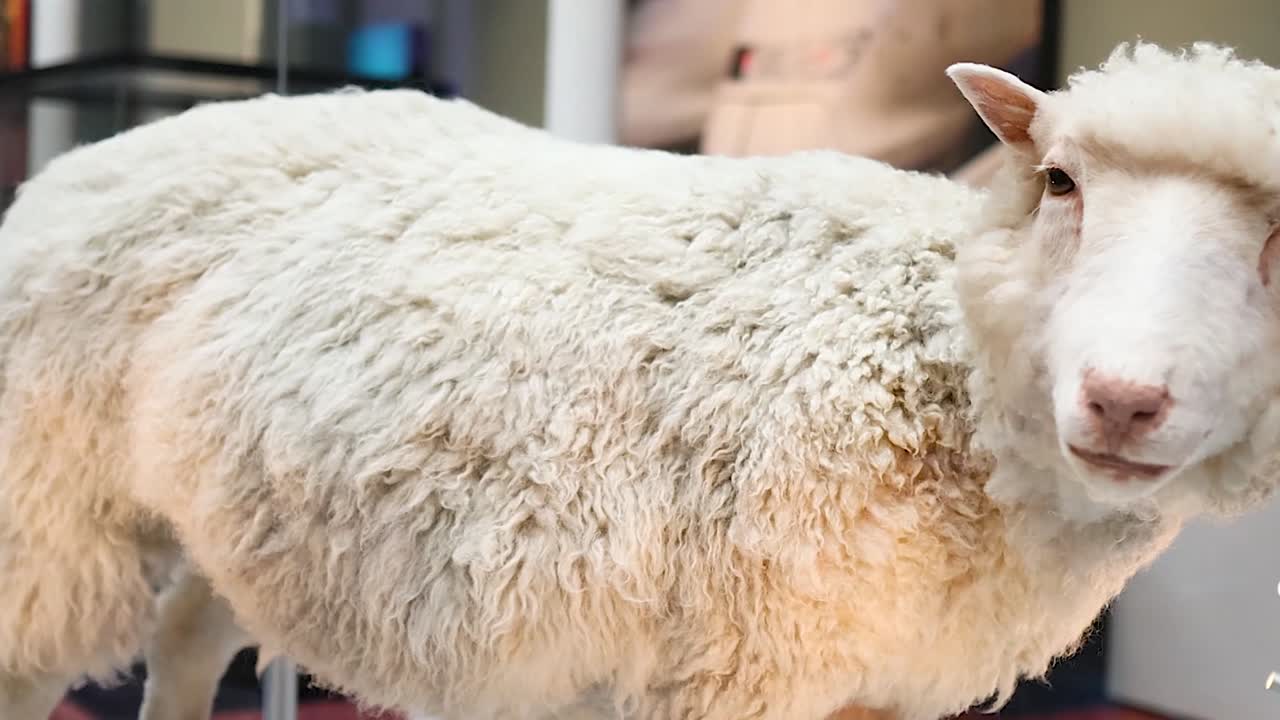Een opgezet wit schaap draait langzaam rond in een glazen museumvitrine.