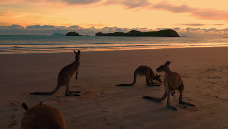 Wild-wallabies-and-kangaroos-feeding-on-a-sandy-beach-at-Cape-Hillsborough-National-Park,-Queensland-at-sunrise-in-4K-UHD