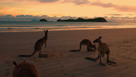 wild wallabies and kangaroos feeding on a sandy beach at cape hillsborough national park, queensland at sunrise in 4k uhd