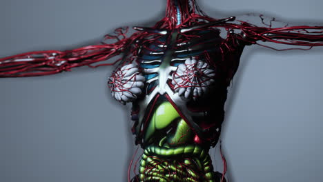 animation of human internal organs