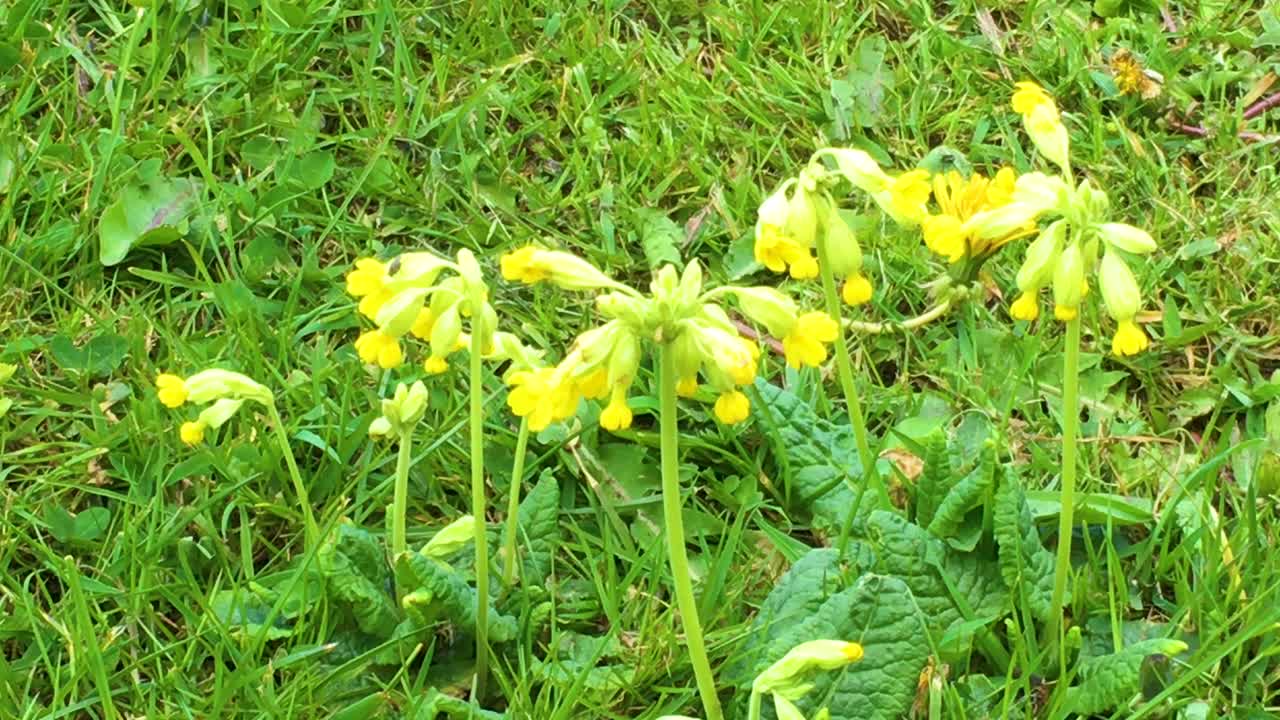 야생화, cowslips, 영국, 영국의 시골 길 옆 잔디 가장자리에서 자라고 있습니다.